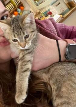 Domestic Short Hair Cats Available for Adoption - Miumi | PetCurious