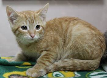 Cheese Curd -  Domestic Short Hair Cat for Adoption in Portage, Wisconsin - Cheese Curd | PetCurious