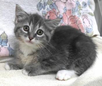 Zelena -  Domestic Short Hair Cat for Adoption in Thief River Falls, Minnesota - Zelena | PetCurious