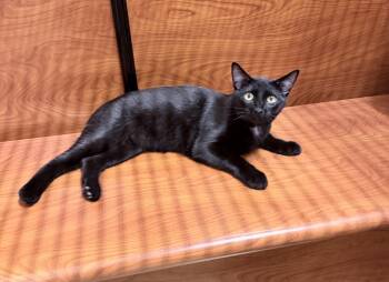 Hades -  Domestic Short Hair Cat for Adoption in Huntley, Illinois - Hades | PetCurious