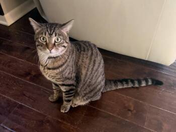 Frodo -  Domestic Short Hair Cat for Adoption in Lincoln, Nebraska - Frodo | PetCurious