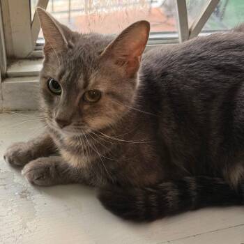 Luna -  Domestic Short Hair Cat for Adoption in Philadelphia, Pennsylvania - Luna | PetCurious