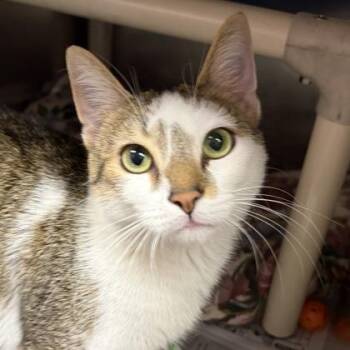 Smores -  Domestic Short Hair Cat for Adoption in North Myrtle Beach, South Carolina - Smores | PetCurious
