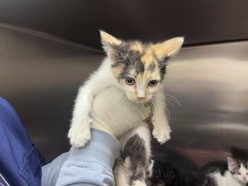 Domestic Short Hair Cats Available for Adoption in Santa Fe, New Mexico - KAROO | PetCurious