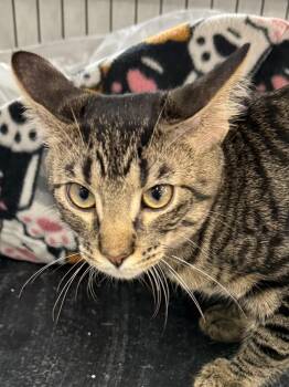 CATRICK SWAYZE -  Tabby Cat for Adoption in Lake Ozark, Missouri - CATRICK SWAYZE | PetCurious
