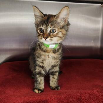 Boysenberry -  Domestic Long Hair Cat for Adoption in Fort Wayne, Indiana - Boysenberry | PetCurious