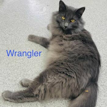 Domestic Medium Hair Cats Available for Adoption in Duncan, Oklahoma - Wrangler | PetCurious