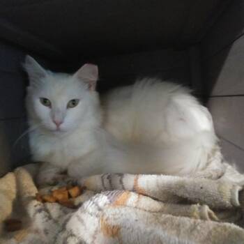 Messi -  Domestic Long Hair Cat for Adoption in PORT WENTWRTH, Georgia - Messi | PetCurious
