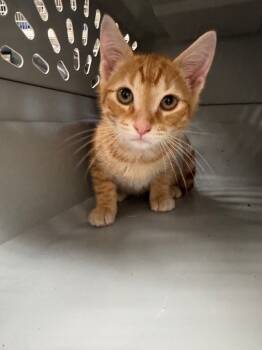 Rescue Domestic Short Hair Cats for Adoption in Danielsville, Georgia - Elliott | PetCurious