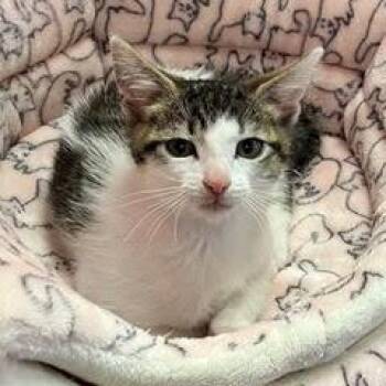 Panama -  Tabby Cat for Adoption in Green Valley, Arizona - Panama | PetCurious