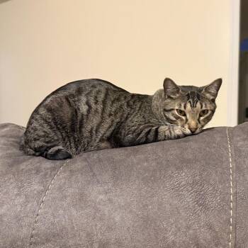 Domestic Short Hair Cats Available for Adoption in Huntsville, Alabama - Daiquiri | PetCurious