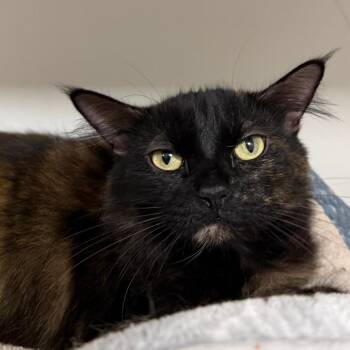 Meena -  Domestic Long Hair Cat for Adoption in Stillwater, Oklahoma - Meena | PetCurious