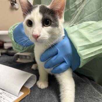 Levi -  Domestic Short Hair Cat for Adoption in Tempe, Arizona - Levi | PetCurious