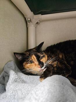 Maude -  Domestic Short Hair Cat for Adoption in Fort Collins, Colorado - Maude | PetCurious