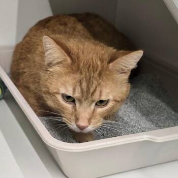 Domestic Short Hair Cats Available for Adoption - Steve | PetCurious