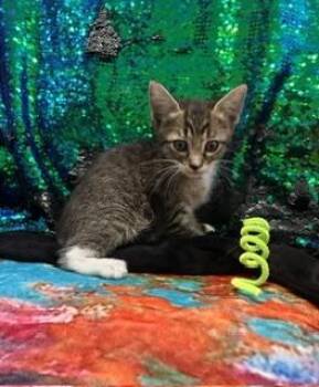 Pombon -  Domestic Short Hair and Tabby Cat for Adoption in Ruskin, Florida - Pombon | PetCurious