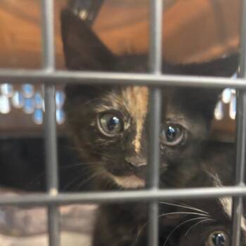 Lima -  Domestic Short Hair Cat for Adoption in Montgomery, Alabama - Lima | PetCurious