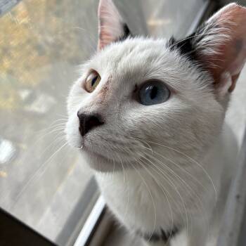 Rescue American Shorthair Cats for Adoption in New York, New York - Marshmallow N. ~ The Sweetest | PetCurious