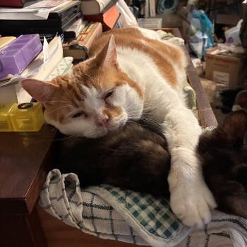 Reggie -  Domestic Short Hair Cat for Adoption in Powdersville, South Carolina - Reggie | PetCurious