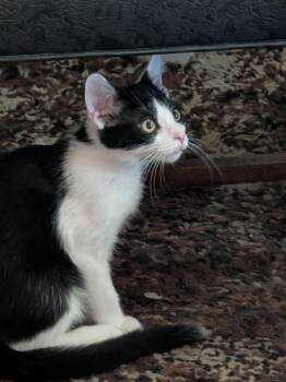 Whitty -  Domestic Short Hair Cat for Adoption in Homer Glen, Illinois - Whitty | PetCurious
