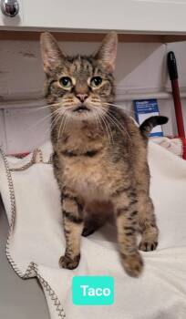 Rescue Domestic Short Hair Cats for Adoption in Richmond, Indiana - Taco | PetCurious