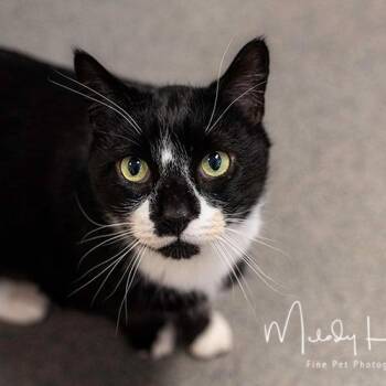 Domestic Short Hair Cats Available for Adoption - Truffle | PetCurious