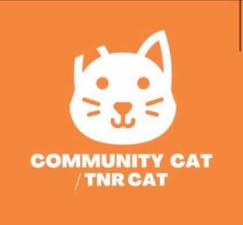 Kit 2 -  Domestic Medium Hair Cat for Adoption in El Paso, Texas - Kit 2 | PetCurious