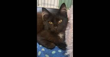 Yves fka Marlow -  Domestic Medium Hair Cat for Adoption in Virginia Beach, Virginia - Yves Fka Marlow | PetCurious
