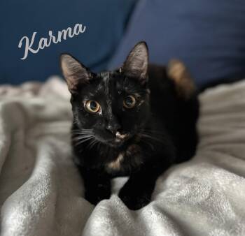 Karma #bonded-to-Jasper -  Tortoiseshell and Domestic Short Hair Cat for Adoption in Houston, Texas - Karma #bonded-to-Jasper | PetCurious