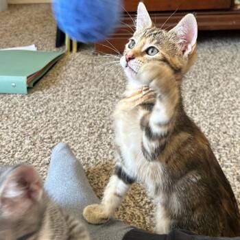 Marzipan -  Domestic Short Hair Cat for Adoption in Dekalb, Illinois - Marzipan | PetCurious
