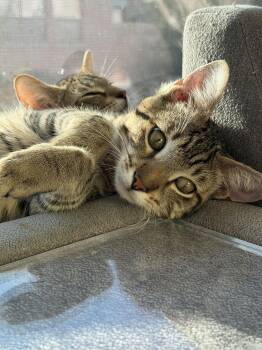Ziggy -  Domestic Short Hair Cat for Adoption in Houston, Texas - Ziggy | PetCurious