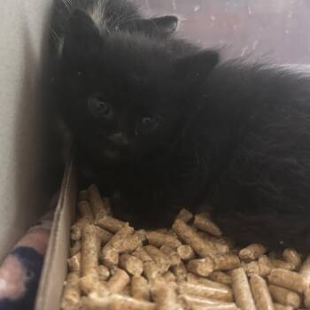 Domestic Short Hair Cats Available for Adoption in Yuma, Arizona - Pebble | PetCurious