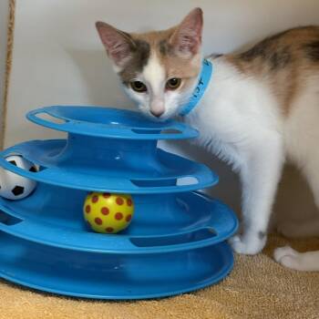 Lotus -  Oriental Short Hair and Domestic Short Hair Cat for Adoption in Kent, Washington - Lotus | PetCurious
