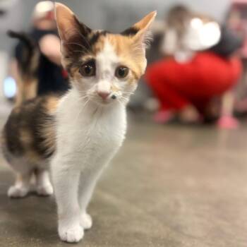 Laurel -  Domestic Long Hair Cat for Adoption in Lenexa, Kansas - Laurel | PetCurious