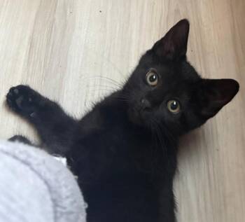 Old Aggie -  Domestic Medium Hair Cat for Adoption in Fort Collins, Colorado - Old Aggie | PetCurious