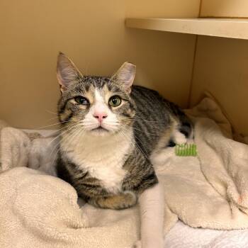 Gator -  Domestic Short Hair Cat for Adoption in Myerstown, Pennsylvania - Gator | PetCurious