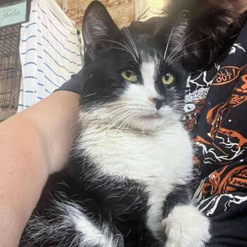 Tuxedo Cats Available for Adoption in Huntington, New York - Tyler (small Lap Cat) | PetCurious