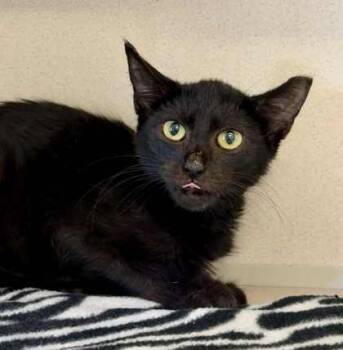 Rescue Domestic Short Hair Cats for Adoption in Bowling Green, Kentucky - Maple | PetCurious