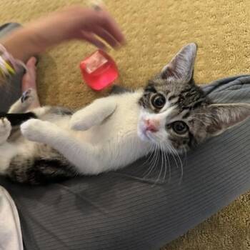 Loki (12 weeks) -  Domestic Short Hair Cat for Adoption in Los Angeles, California - Loki (12 Weeks) | PetCurious