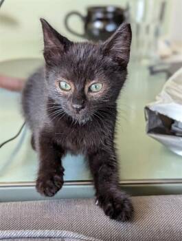 SMIDGEN -  Domestic Short Hair Cat for Adoption in Kent, Washington - SMIDGEN | PetCurious