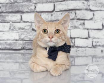 Rex -  Domestic Short Hair and Tabby Cat for Adoption in Tuscaloosa, Alabama - Rex | PetCurious