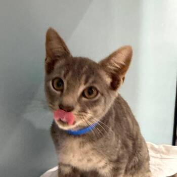 Mr. Fantastic -  Domestic Short Hair Cat for Adoption in Chattanooga, Tennessee - Mr. Fantastic | PetCurious