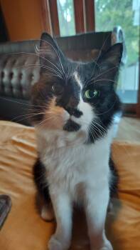 Rescue Domestic Medium Hair Cats for Adoption in New Baltimore, Michigan - Jackson | PetCurious