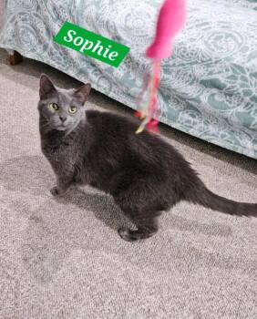 Domestic Short Hair Cats Available for Adoption in Manchester, Tennessee - Sophie | PetCurious
