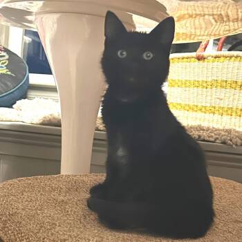 Lou -  Domestic Medium Hair Cat for Adoption in Fredericksburg, Virginia - Lou | PetCurious