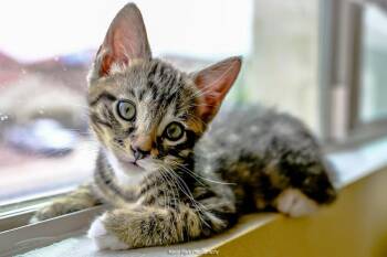 Slinky -  Domestic Short Hair Cat for Adoption in Green Valley, Arizona - Slinky | PetCurious