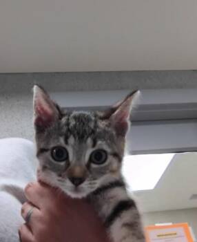 Petunia 1 -  Domestic Short Hair Cat for Adoption in Fallston, Maryland - Petunia 1 | PetCurious
