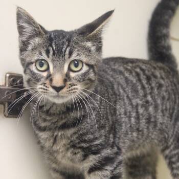 Rescue Domestic Short Hair Cats for Adoption in Cleveland, Mississippi - Charles | PetCurious