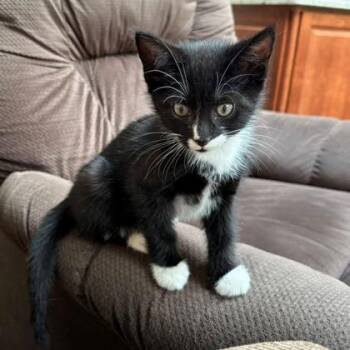 Tinker* -  Domestic Short Hair Cat Available for Adoption in Voorhees Township, New Jersey - Tinker* | PetCurious