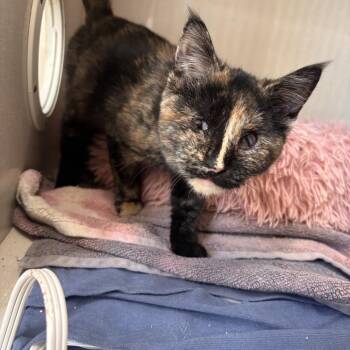 Domestic Short Hair Cats Available for Adoption - Stevie | PetCurious